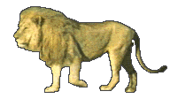le lion du senegal